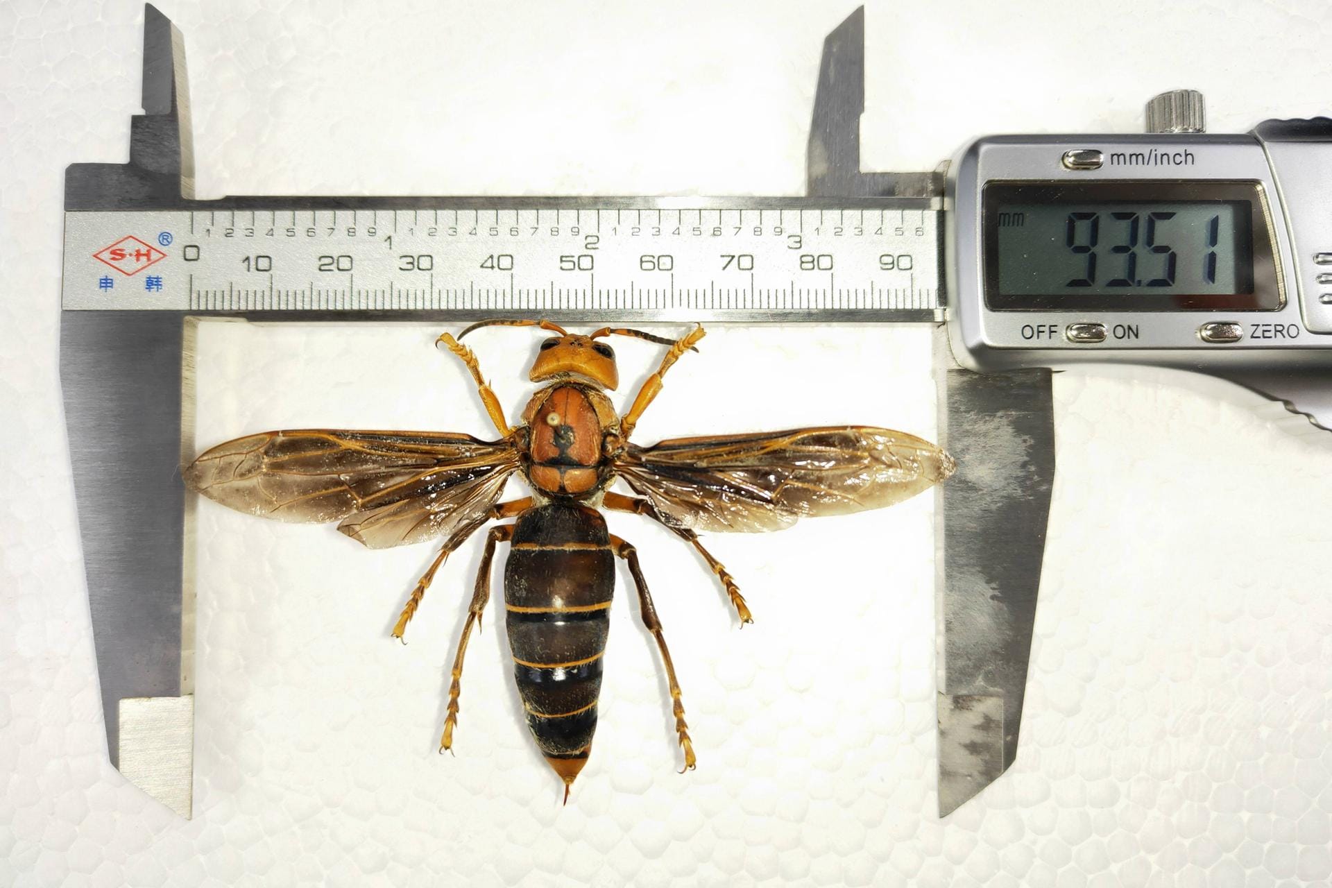 Asiatische Riesenhornisse (Vespa mandarinia): Hier ein Exemplar aus dem Huaxi-Insektenmuseum in Chengdu in der südwestchinesischen Provinz Sichuan.