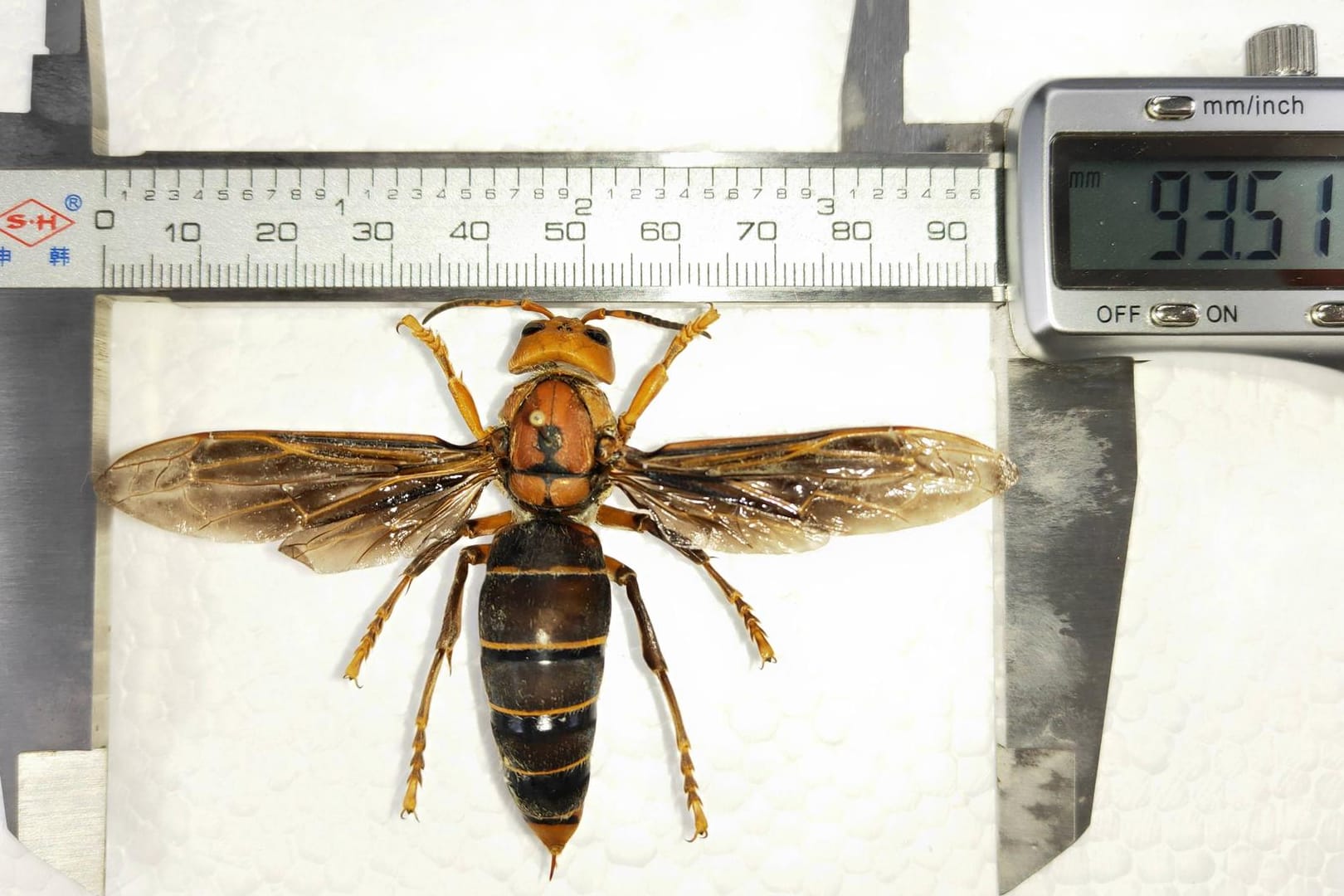 Asiatische Riesenhornisse (Vespa mandarinia): Hier ein Exemplar aus dem Huaxi-Insektenmuseum in Chengdu in der südwestchinesischen Provinz Sichuan.