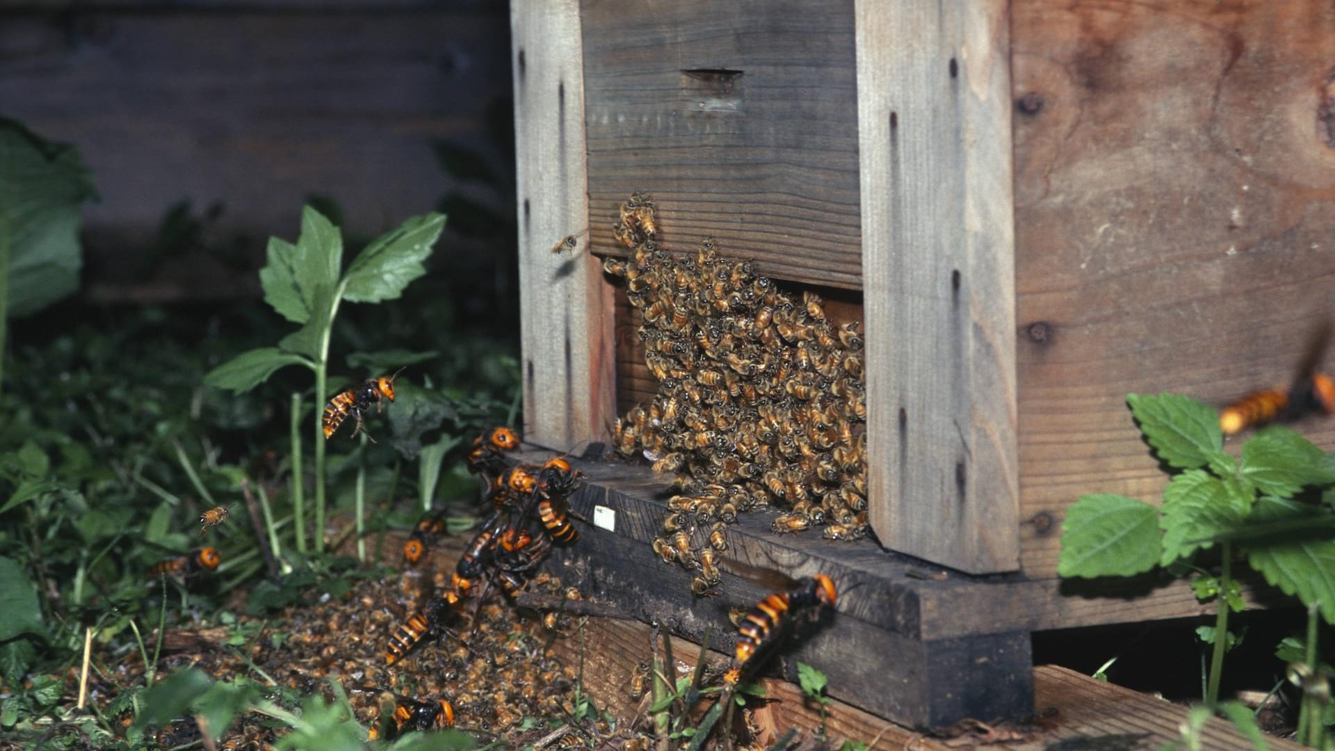 Asiatische Riesenhornisse (Vespa mandarinia): Das Insekt attackiert in einer japanischen Provinz einen Bienenstock.