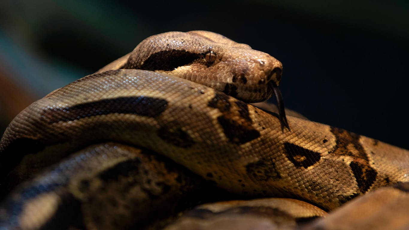 Boa Constrictor: Die Feuerwehr in Wedel fand die Würgeschlange nur durch einen Zufall in einem Badezimmer. (Symbolbild)