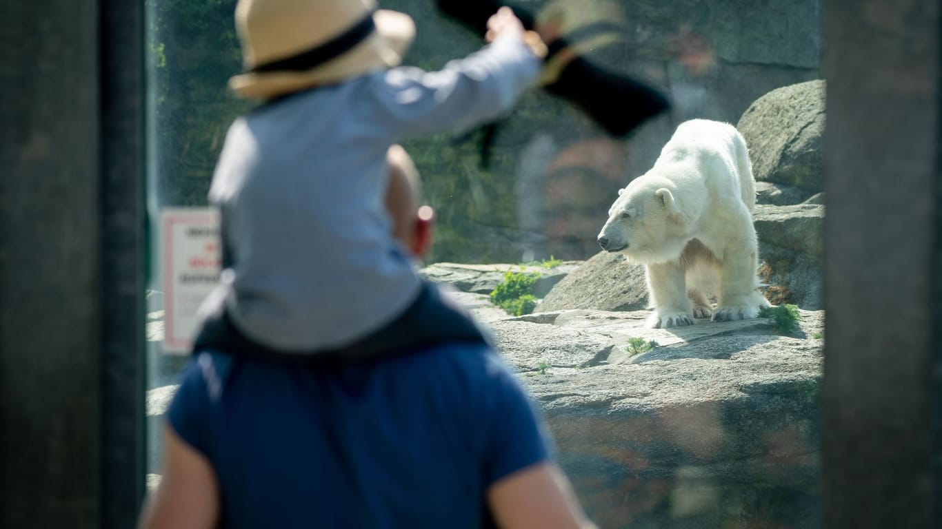 Besucher beobachten einen Eisbären in seinem Gehege im Zoo Berlin: Nachdem mehrere Bundesländer ihre Zoos wieder geöffnet haben, zieht auch der Zoologische Stadtgarten in Karlsruhe nach.