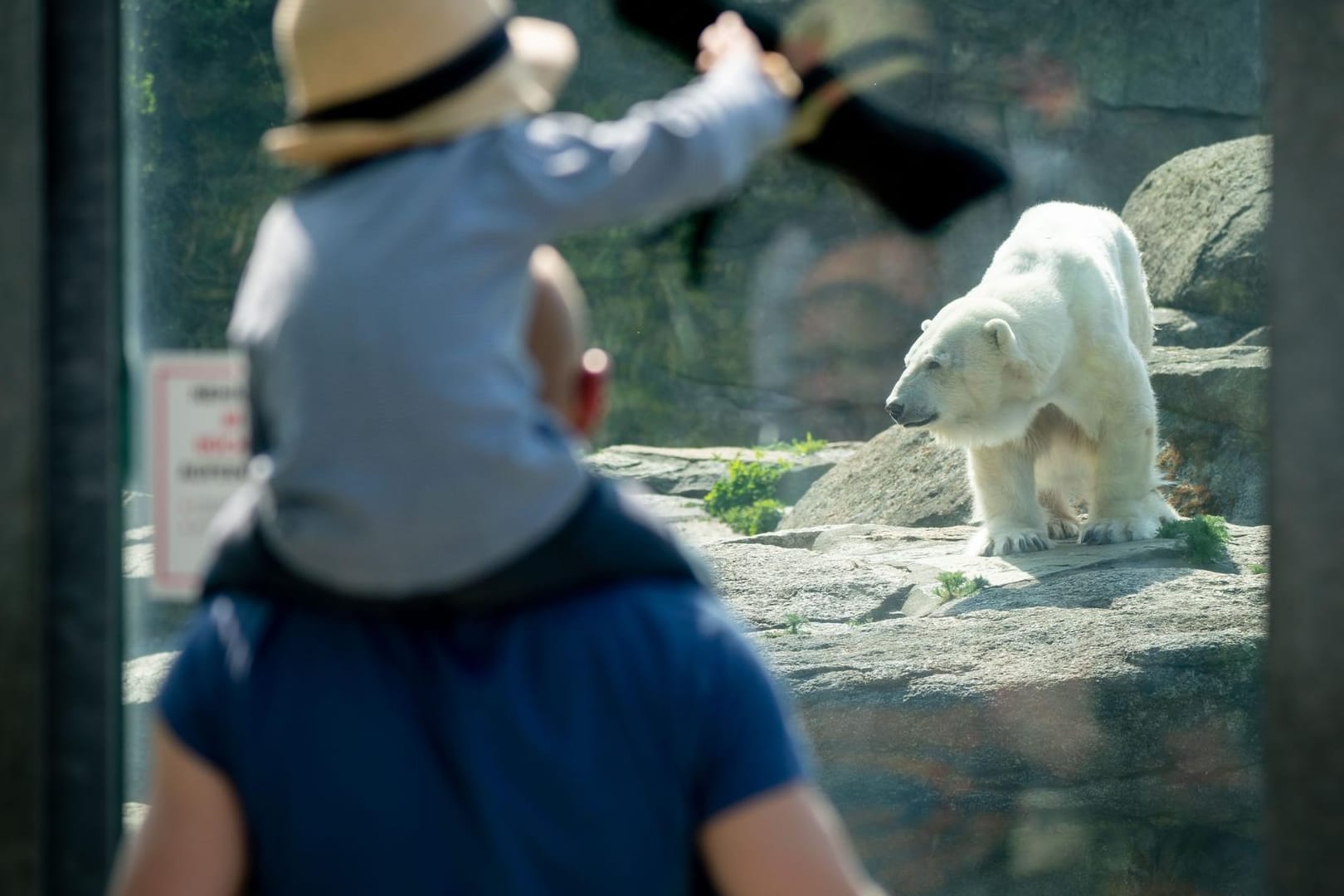 Besucher beobachten einen Eisbären in seinem Gehege im Zoo Berlin: Nachdem mehrere Bundesländer ihre Zoos wieder geöffnet haben, zieht auch der Zoologische Stadtgarten in Karlsruhe nach.