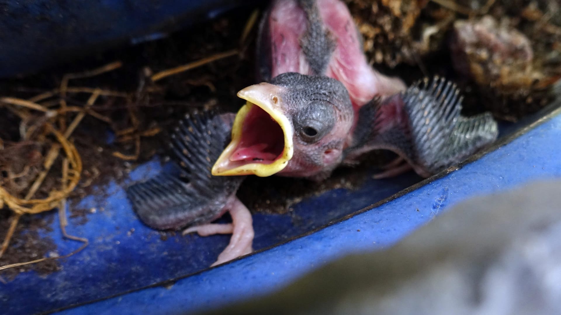 Küken: Es ist Brutsaison für die Vögel in Deutschland. Aber nicht jedes Küken braucht menschliche Hilfe.