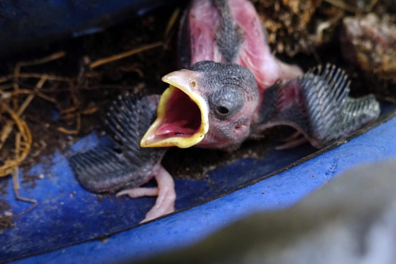 Küken: Es ist Brutsaison für die Vögel in Deutschland. Aber nicht jedes Küken braucht menschliche Hilfe.