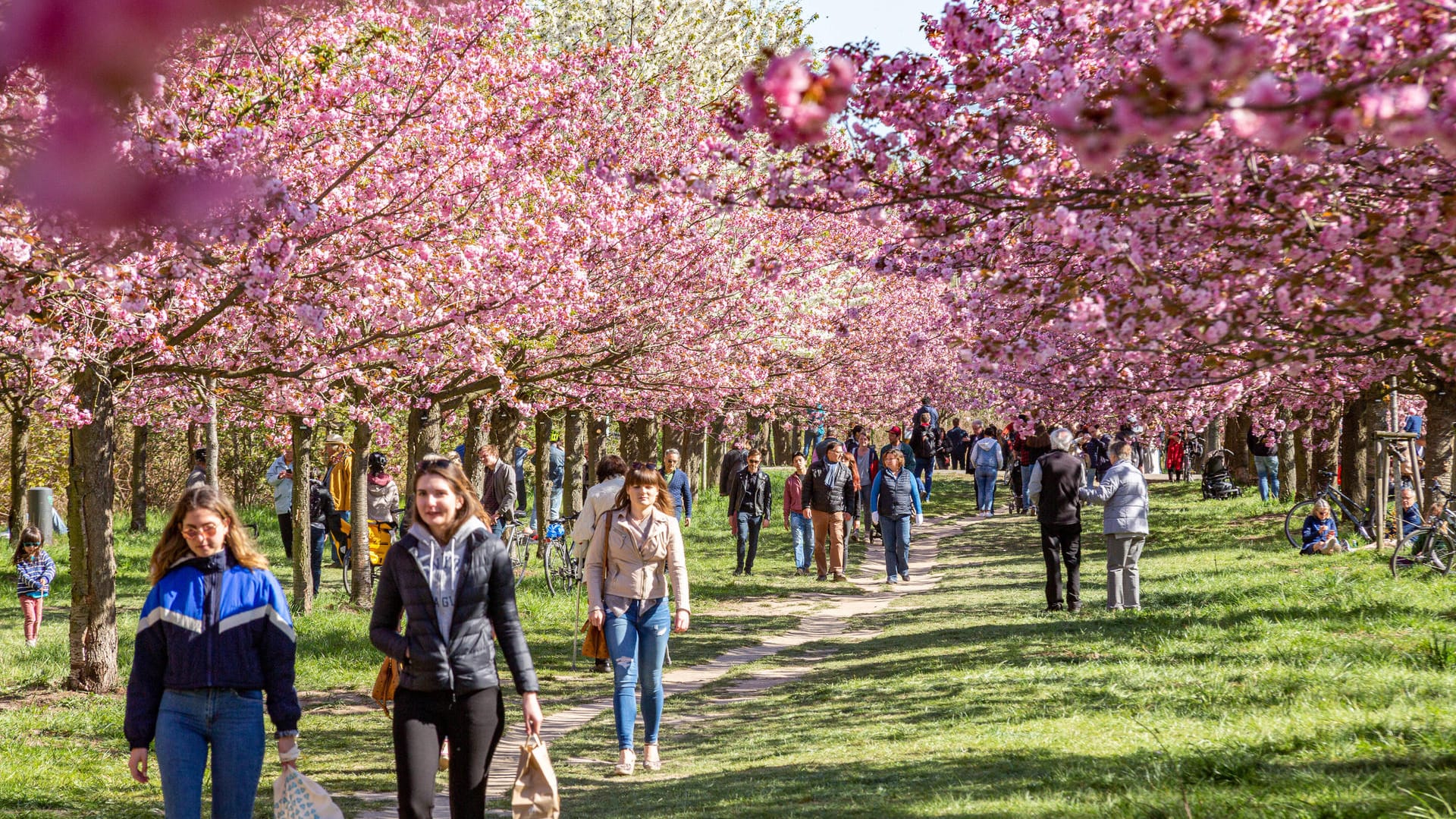 Die TV-Asahi-Kirschblütenallee in Berlin-Lichterfelde: Am Wochenende wird es sommerlich warm.