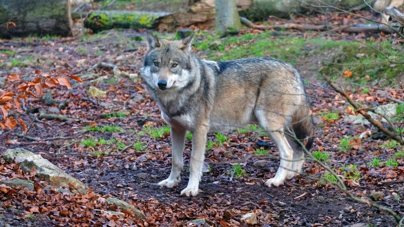 Ein Wolf in einem Waldgebiet: In Berlin-Adlershof hat sich offenbar tagelang eine Wölfin herumgetrieben.