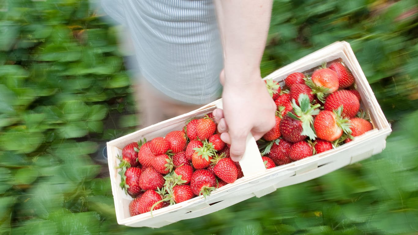 Rote Früchtchen: Am aromatischsten sind Früchte aus der Region. Die bekommt man entweder beim Selberpflücken oder auf dem Wochenmarkt.