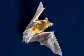 Eine Fledermaus fliegt vor dem nächtlichen Himmel und sucht nach Insekten.