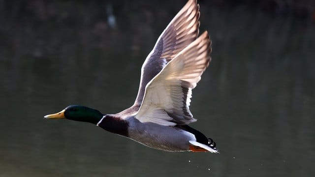 Eine Stockente im Flug: In nur zwei Tagen ist eine Ente wie diese vom mittelhessischen Lich nach Russland geflogen. (Symbolbild)