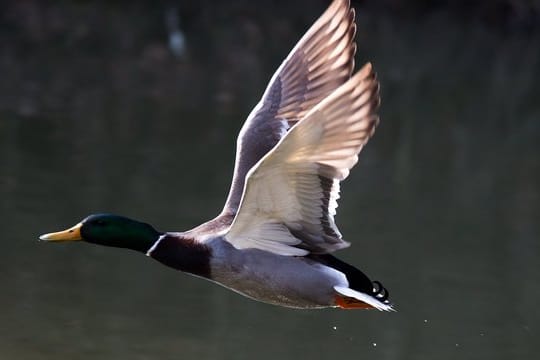 Eine Stockente im Flug: In nur zwei Tagen ist eine Ente wie diese vom mittelhessischen Lich nach Russland geflogen. (Symbolbild)