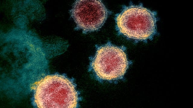 Coronavirus Coronavirus