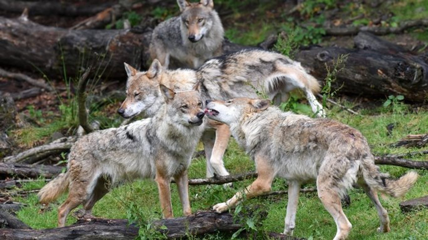 Tiere aus einem Wolfsrudel tollen im Wildpark Knüll bei Homberg/Efze (Hessen).