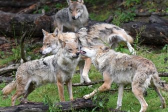 Tiere aus einem Wolfsrudel tollen im Wildpark Knüll bei Homberg/Efze (Hessen).