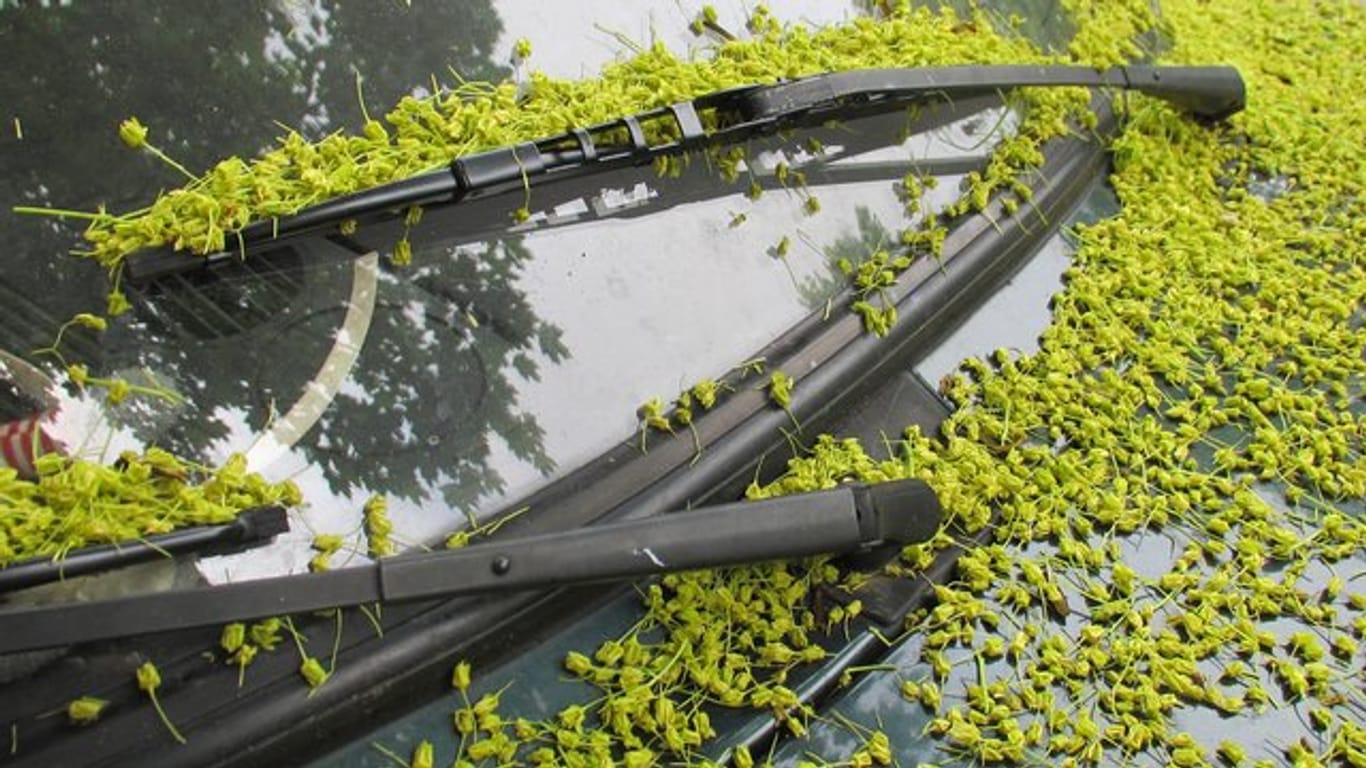 Stand ein Auto länger unter Bäumen, sollten Besitzer einen Blick unter die Motorhaube werfen: Pflanzenreste können für Probleme sorgen.
