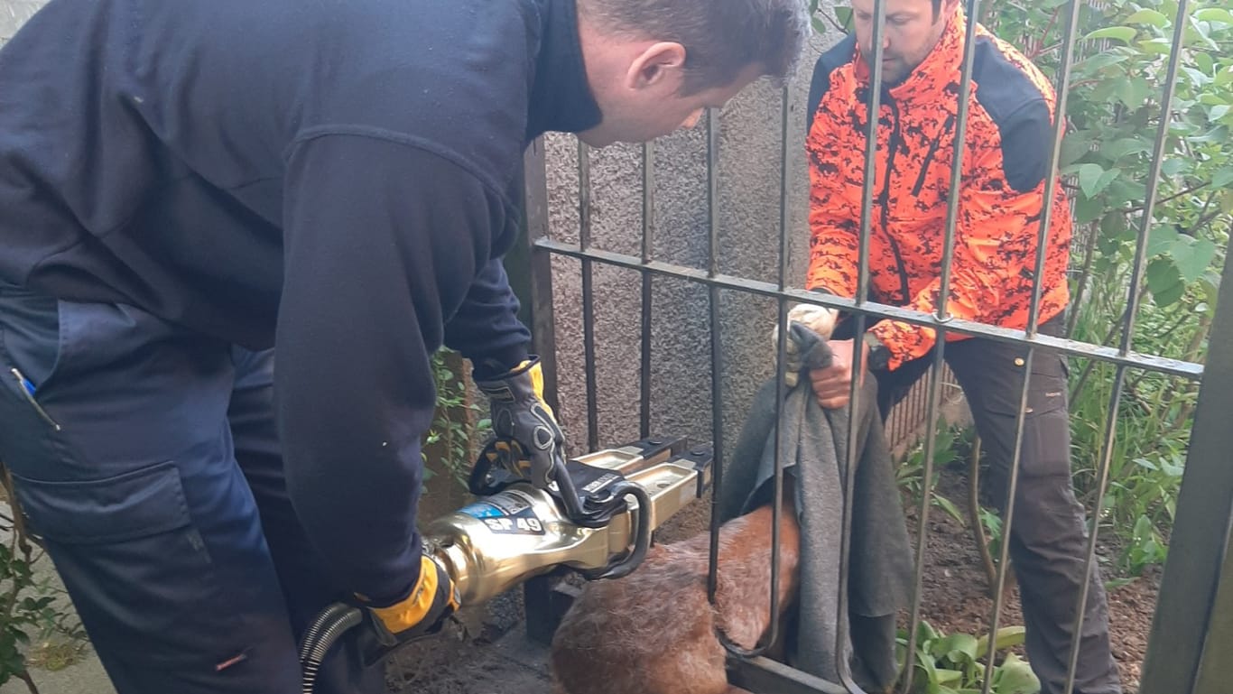 Feuerwehr und ein städtischer Mitarbeiter befreien einen Rehbock aus einem Zaun: Das Tier ist dort stecken geblieben.