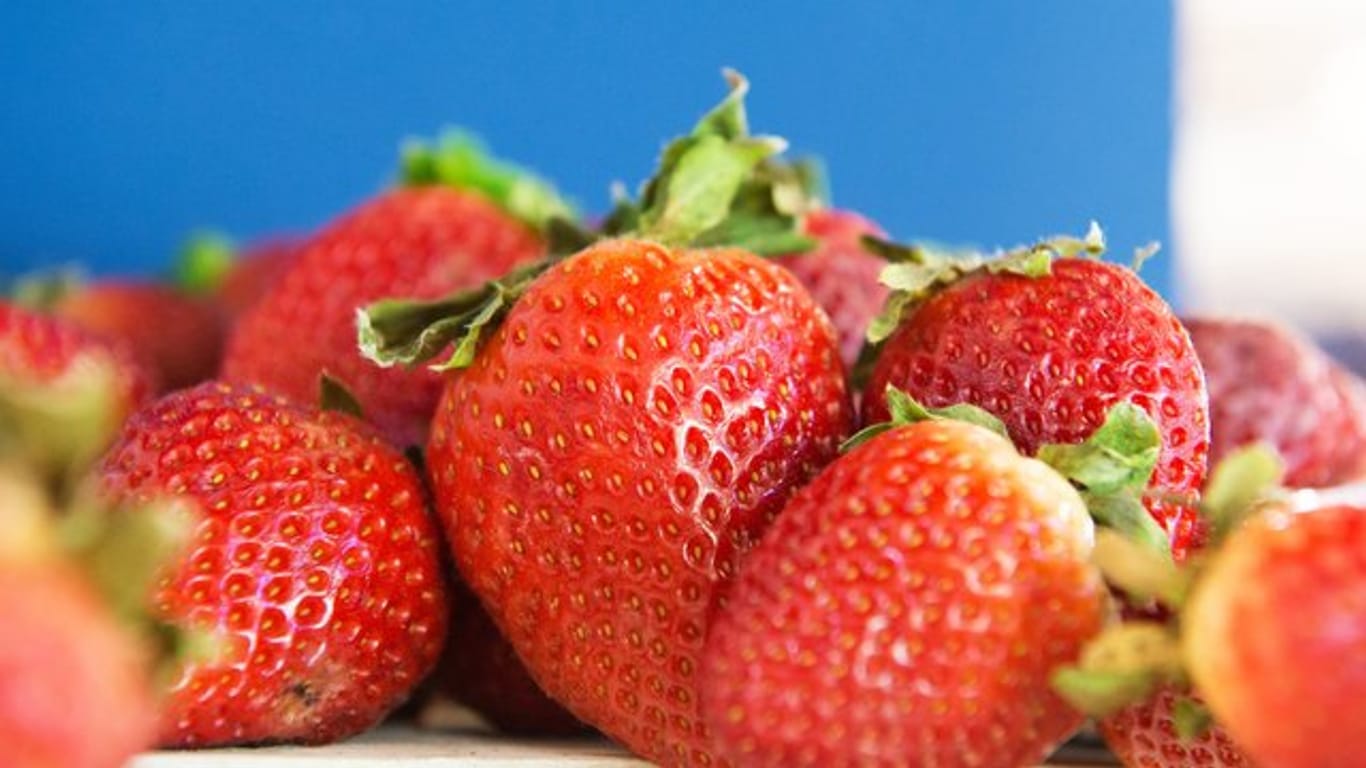 Schön aromatisch: Damit das so bleibt, bewahrt man Erdbeeren am besten ungewaschen und mit Blattkelch auf.