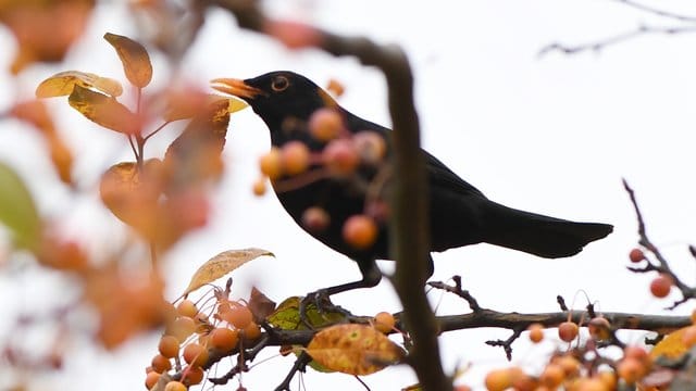 Gefiederter Gast: Der heimische Garten kann ein wahres Vogelparadies werden - mit den richtigen Pflanzen.