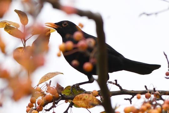 Gefiederter Gast: Der heimische Garten kann ein wahres Vogelparadies werden - mit den richtigen Pflanzen.