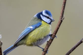 Eine Blaumeise sitzt auf einem Ast im Garten.