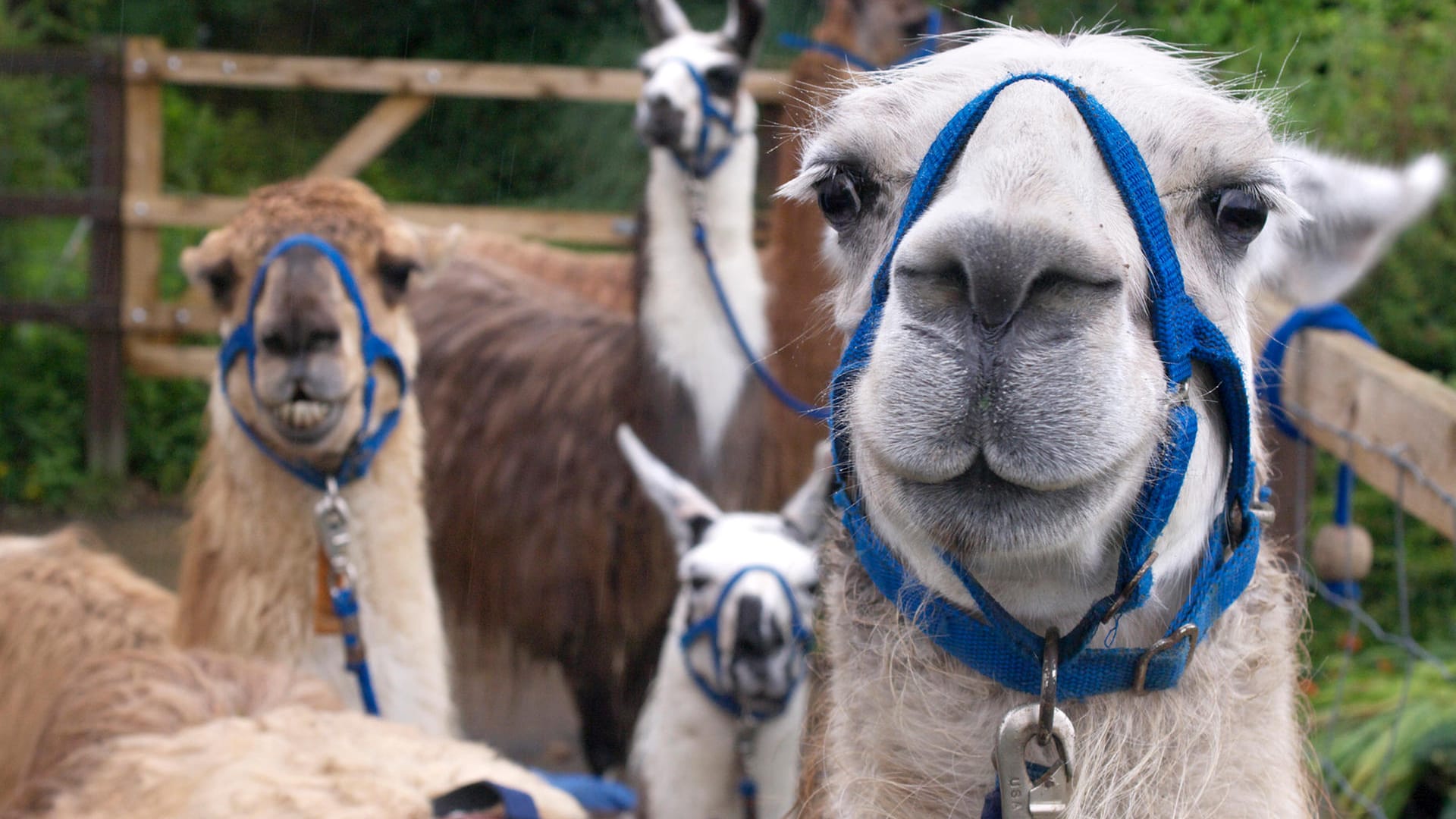 Lamas: Die Tiere sind Forschern zufolge in der Lage, Antikörper gegen Coronaviren zu bilden.