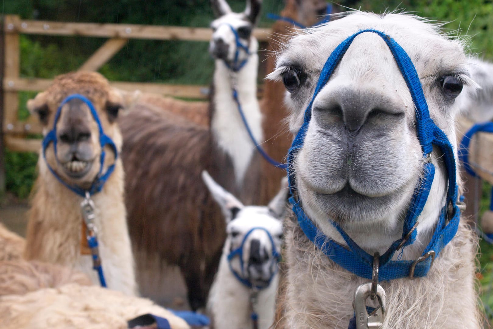 Lamas: Die Tiere sind Forschern zufolge in der Lage, Antikörper gegen Coronaviren zu bilden.