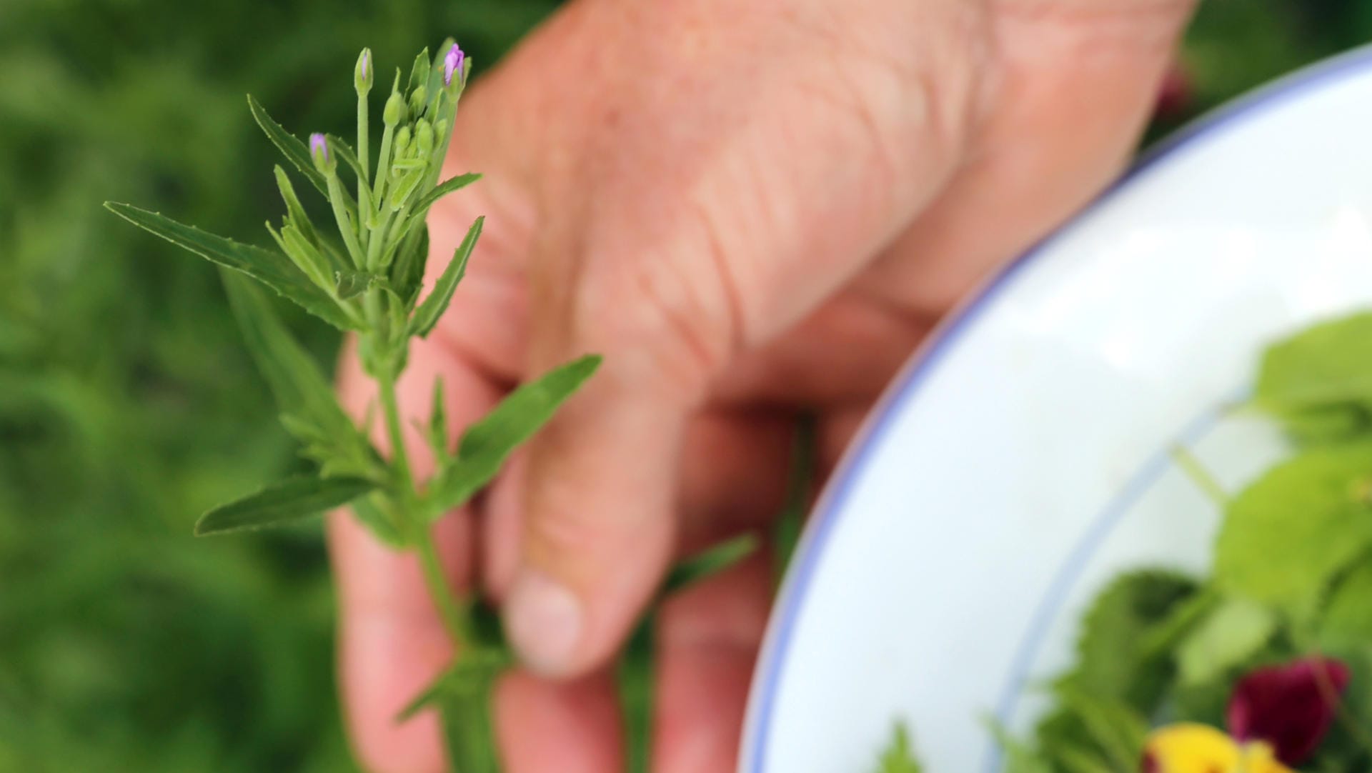 Weidenröschen: Das Wildgemüse eignet sich zum Beispiel für die Zubereitung von Salaten oder Suppen.