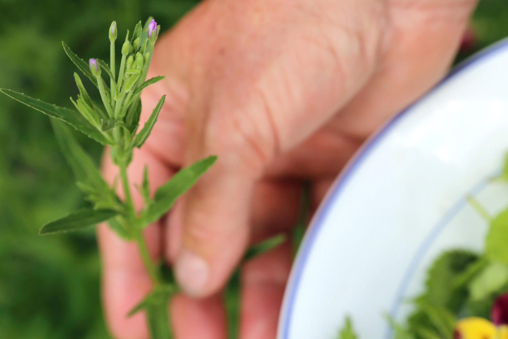 Weidenröschen: Das Wildgemüse eignet sich zum Beispiel für die Zubereitung von Salaten oder Suppen.