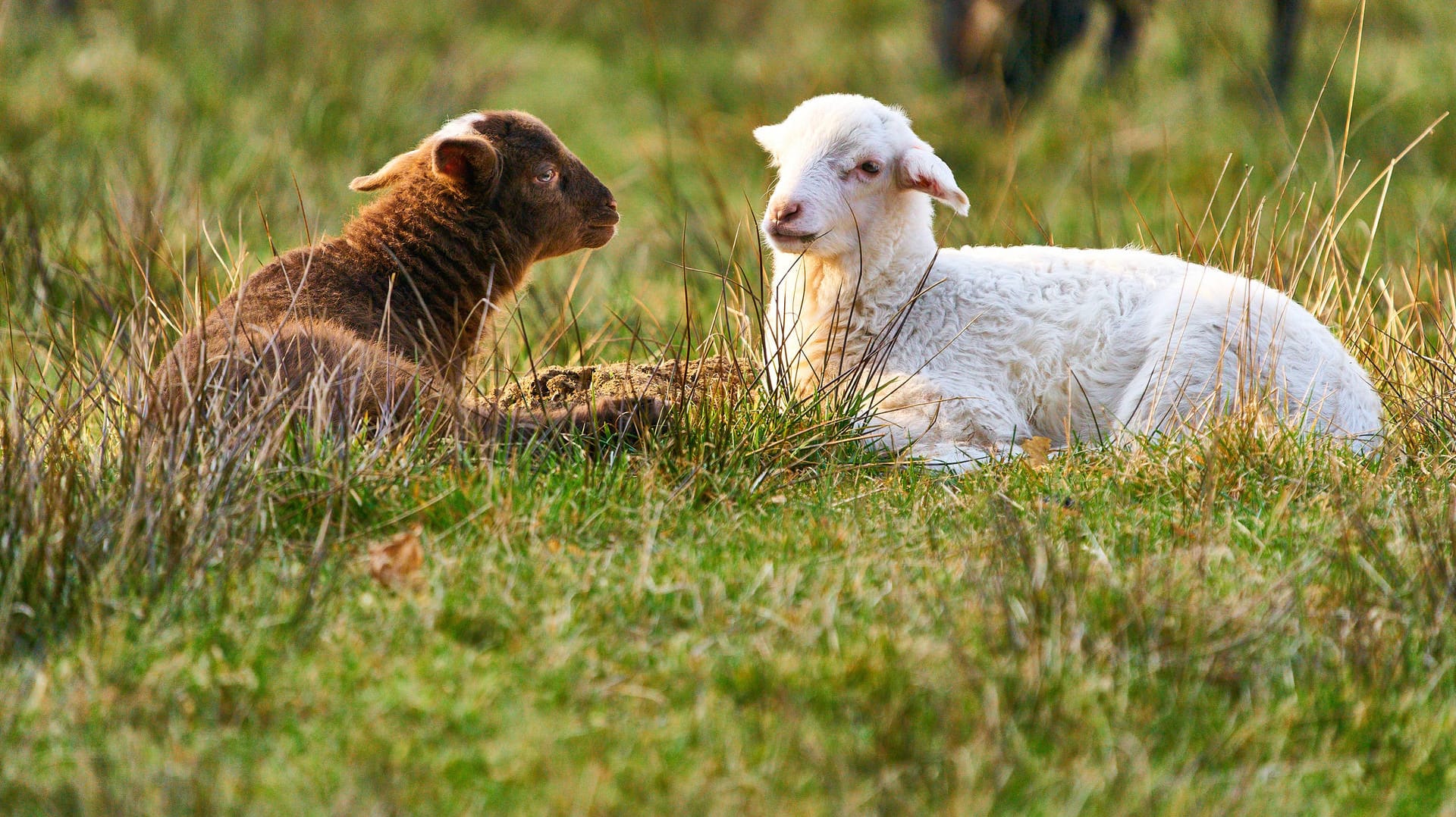 Zwei Lämmer im Gras: In Baden-Württemberg haben Unbekannte vier Lämmer geschlachtet.