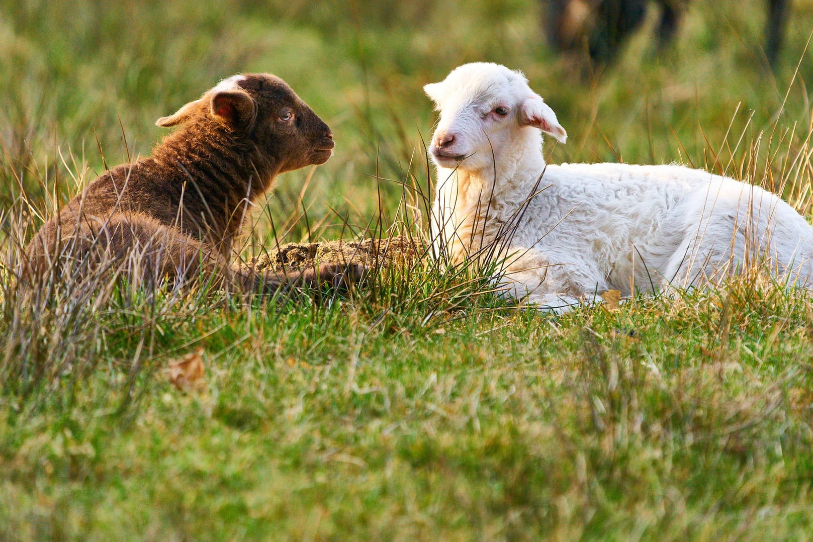 Zwei Lämmer im Gras: In Baden-Württemberg haben Unbekannte vier Lämmer geschlachtet.