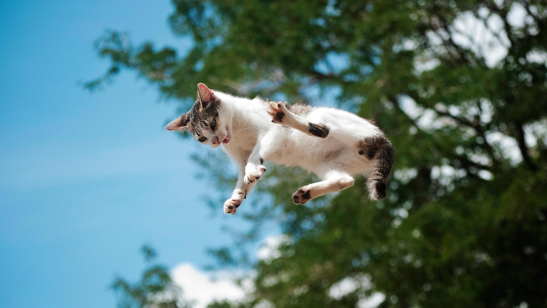 Katze: Die Tiere haben eine flexible Wirbelsäule.