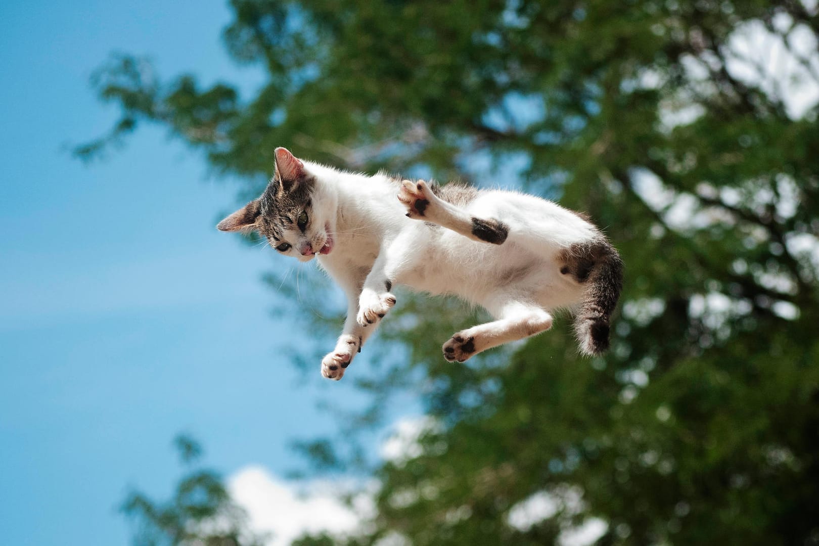 Katze: Die Tiere haben eine flexible Wirbelsäule.