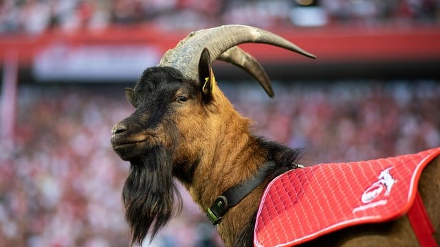 FC-Maskottchen Hennes IX darf nicht ins Stadion.