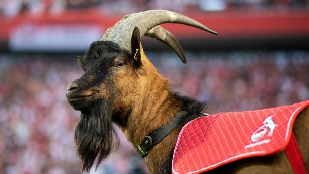 FC-Maskottchen Hennes IX darf nicht ins Stadion.