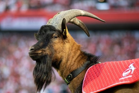 FC-Maskottchen Hennes IX darf nicht ins Stadion.