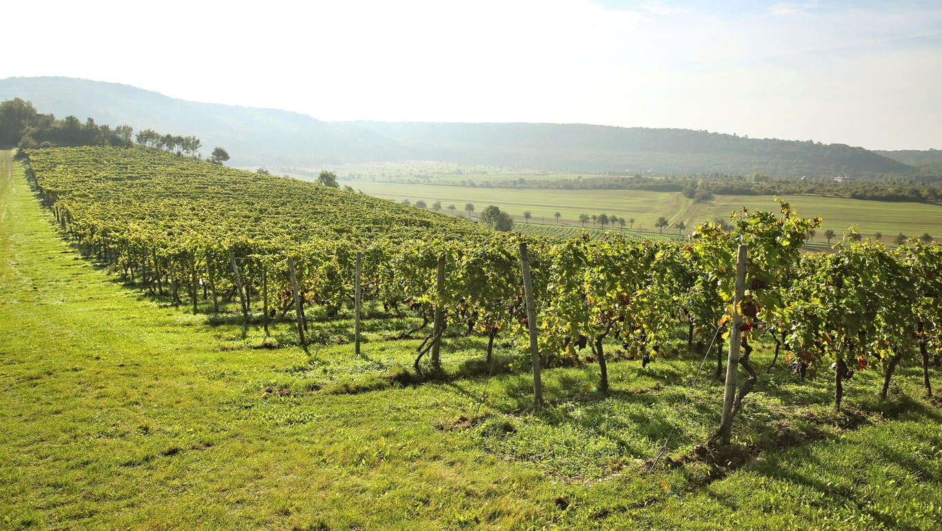 Weinanbaugebiet Saale-Unstrut: Es wird mitunter auch die "Toskana des Nordens" genannt.