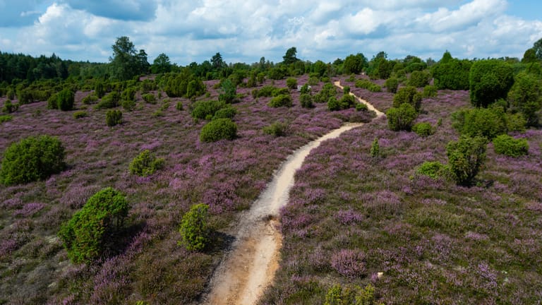 Lüneburger Heide: Das berühmte violette Heidekraut taucht die Lüneburger Heide jedes Jahr im Sommer in ein leuchtendes Farbenmeer.