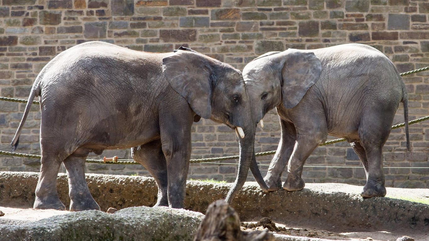 Afrikanische Elefanten im Wuppertaler Zoo: Bevor der Zoo wieder eröffnet, startet die Einrichtung einen Testlauf.