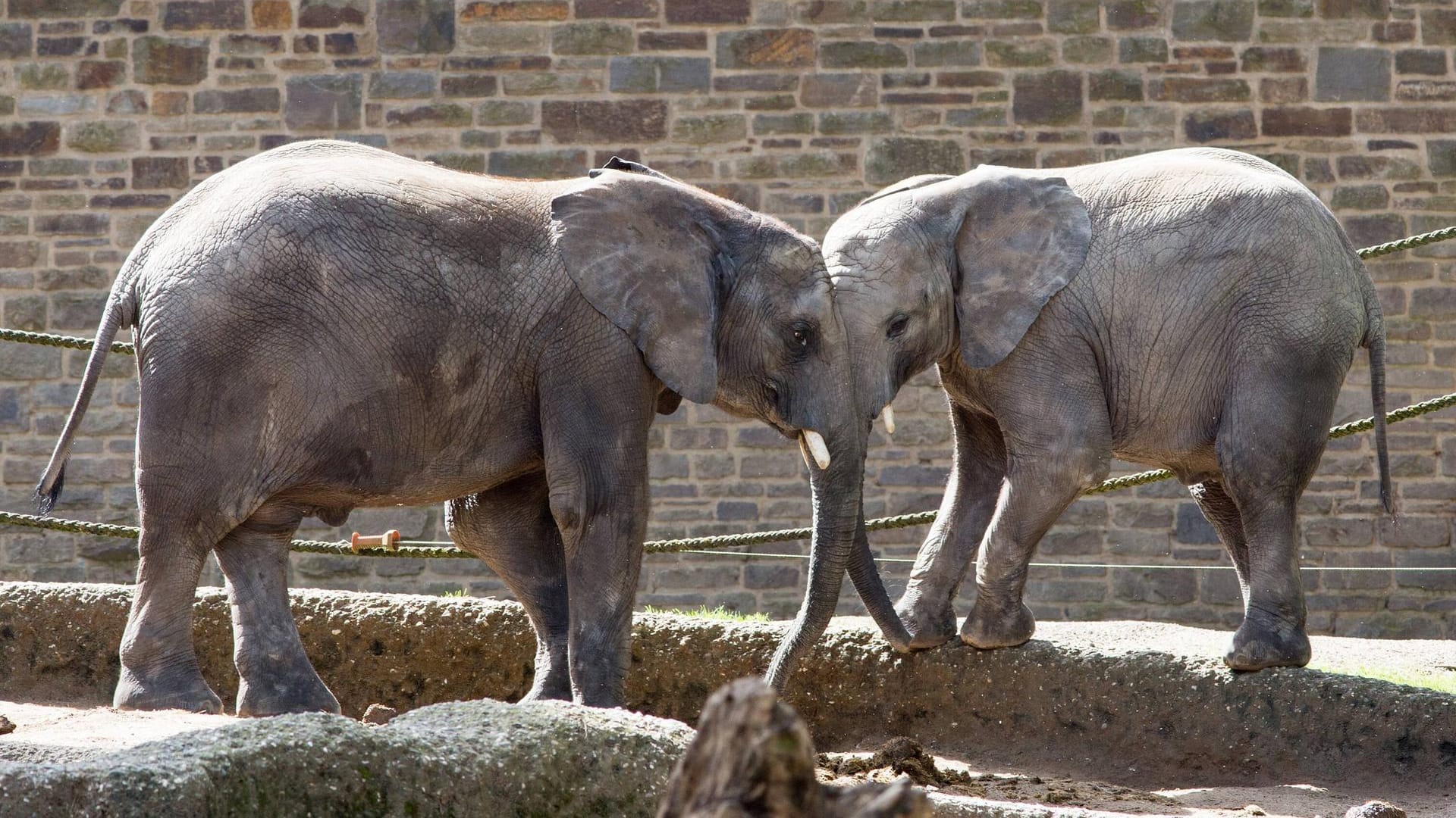Afrikanische Elefanten im Wuppertaler Zoo: Bevor der Zoo wieder eröffnet, startet die Einrichtung einen Testlauf. Afrikanische Elefanten im Wuppertaler Zoo: Bevor der Zoo wieder eröffnet, startet die Einrichtung einen Testlauf.