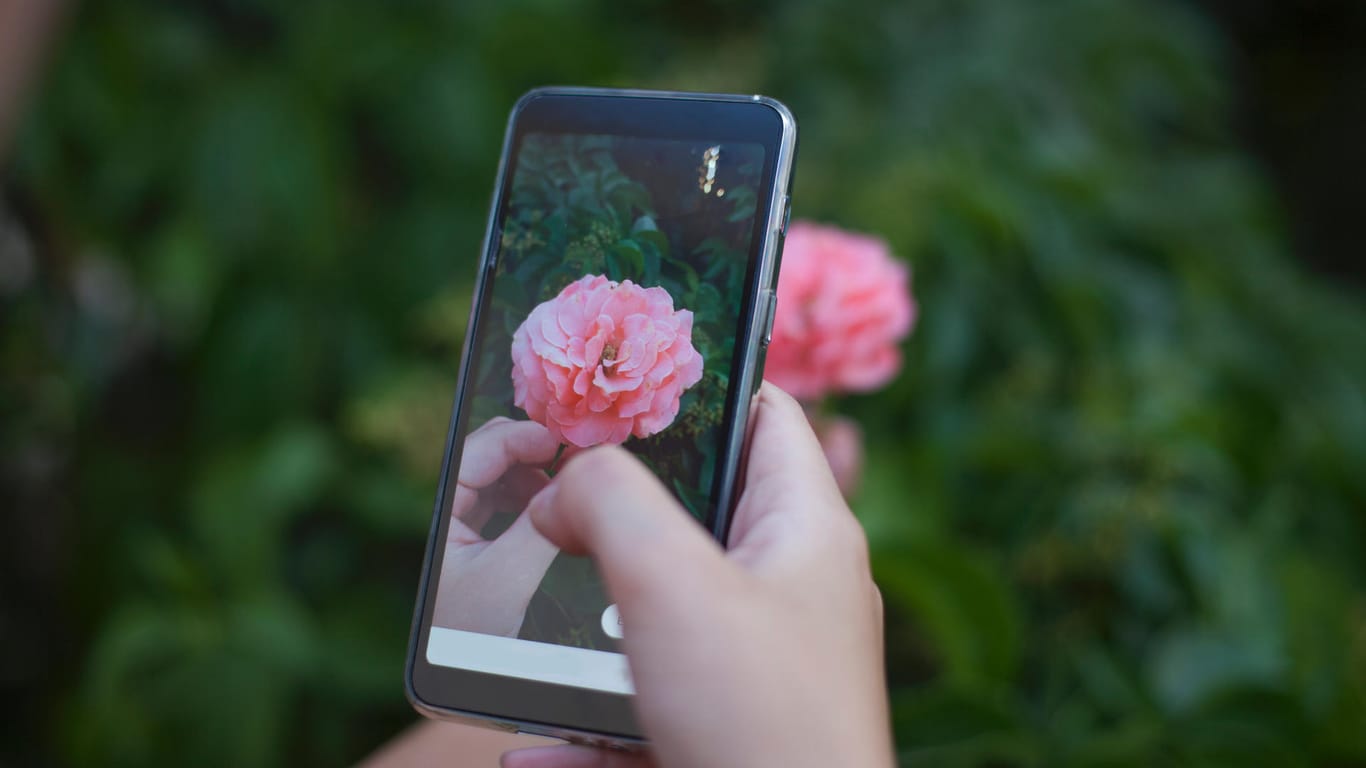 Eine Frau macht mit dem Smartphone ein Foto von einer Blume: Google Lens verleiht der Kamera zusätzliche Funktionen.