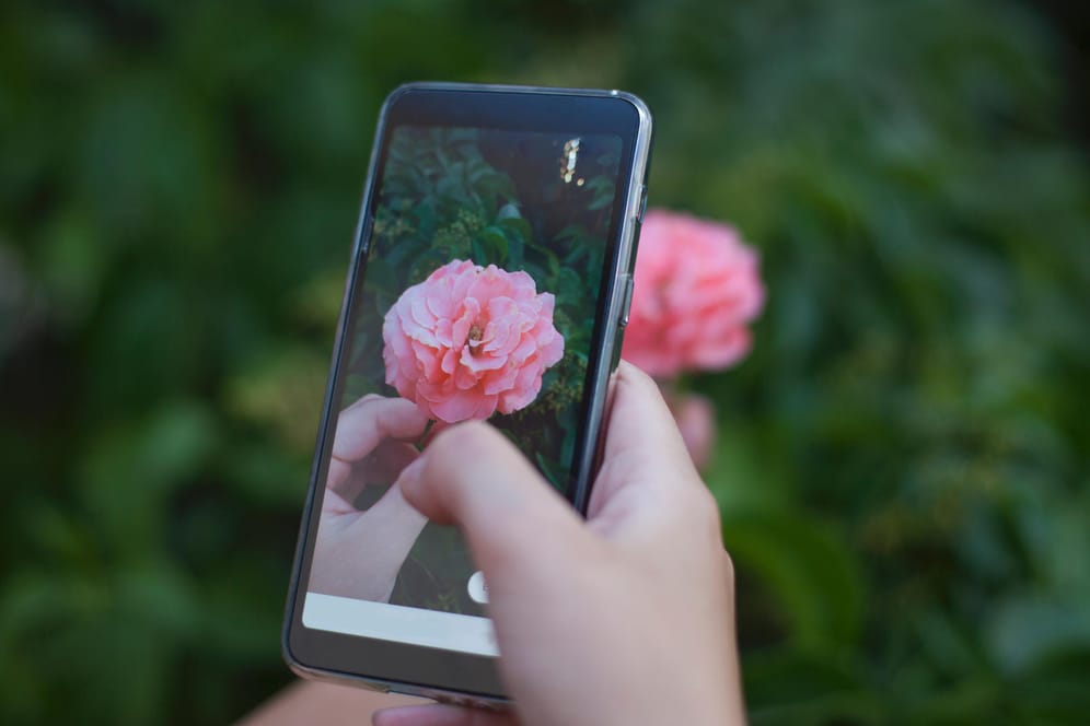Eine Frau macht mit dem Smartphone ein Foto von einer Blume: Google Lens verleiht der Kamera zusätzliche Funktionen.