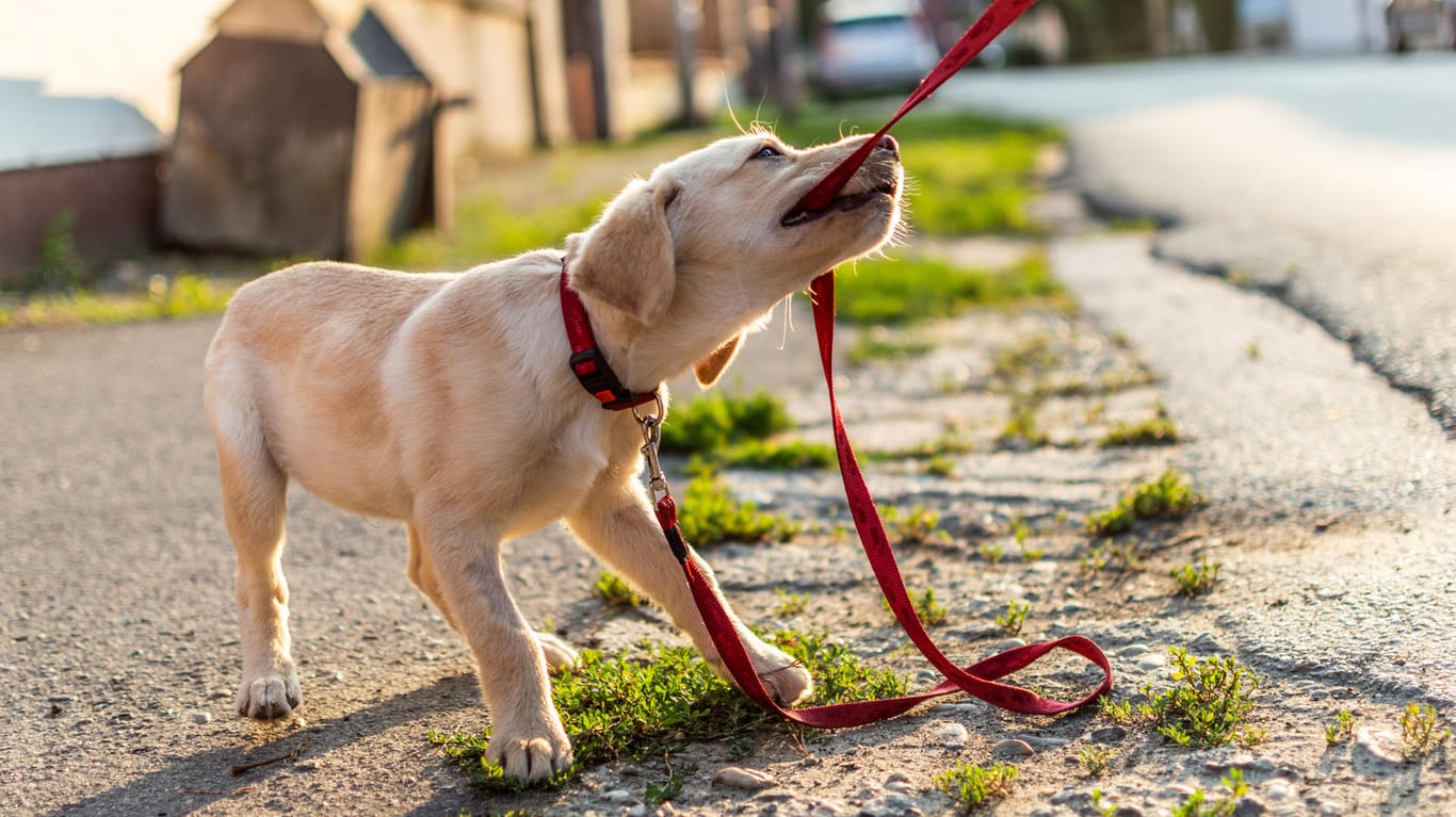 Hundeerziehung: Kommen Hunde in die Pubertät, testen sie ihre Grenzen.