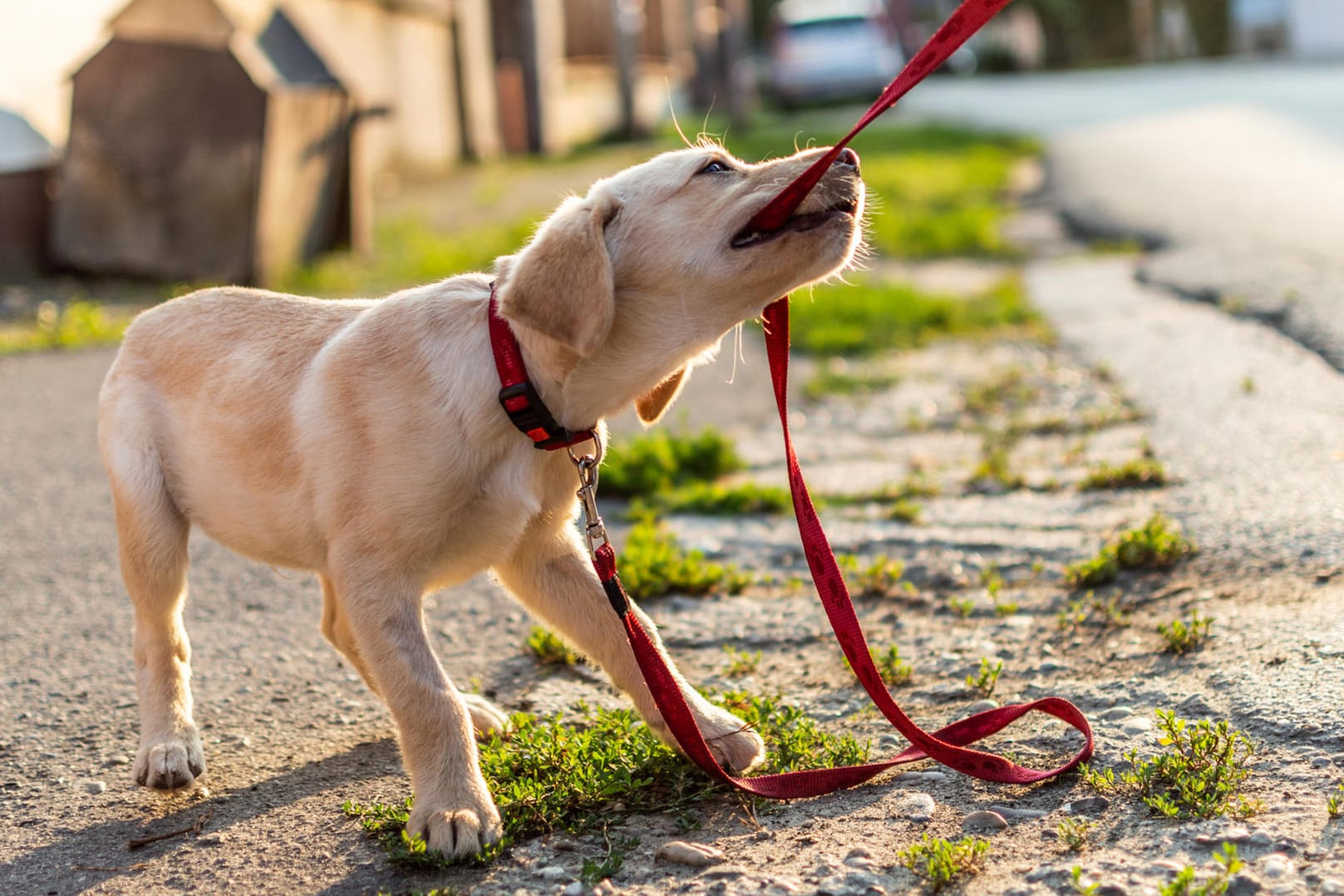 Hundeerziehung: Kommen Hunde in die Pubertät, testen sie ihre Grenzen.