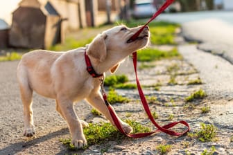 Hundeerziehung: Kommen Hunde in die Pubertät, testen sie ihre Grenzen.