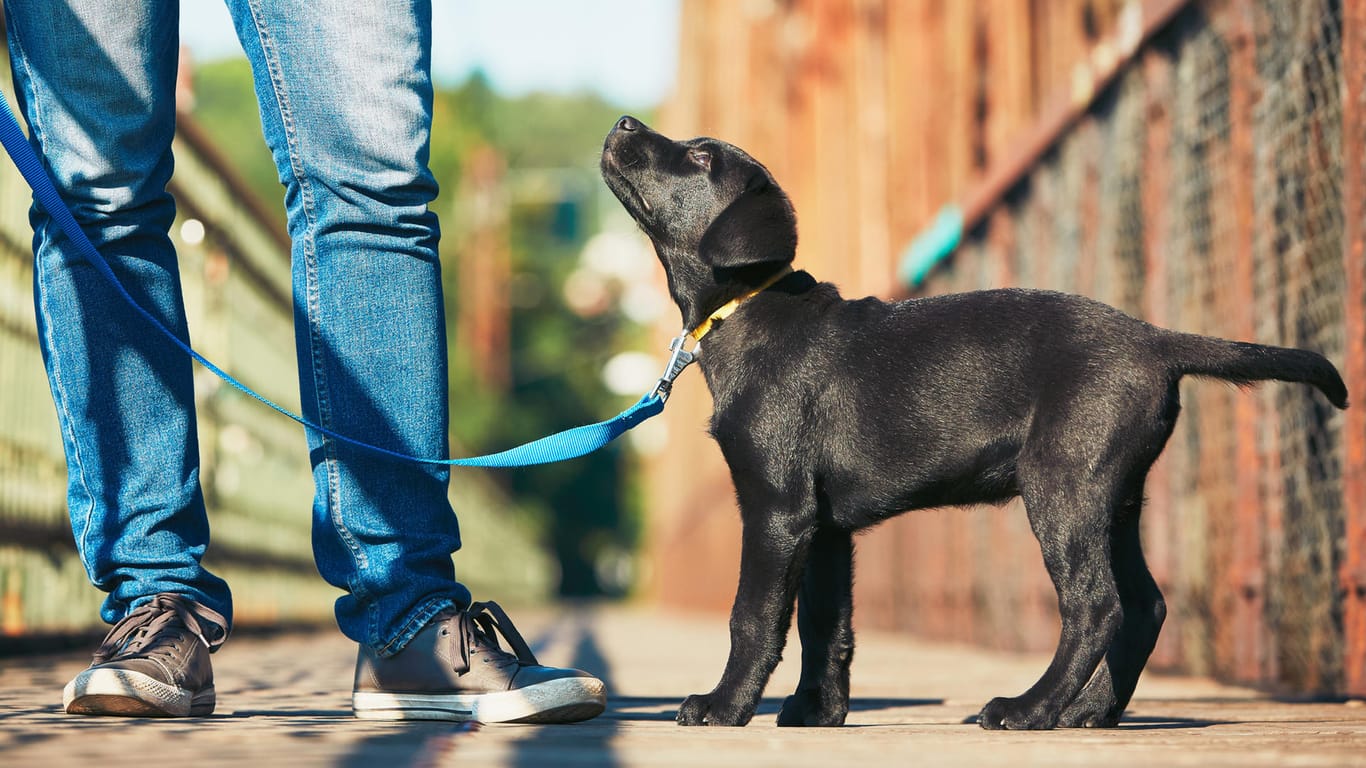 Hundeerziehung: Hunde ignorieren in der Pubertät viele Kommandos.
