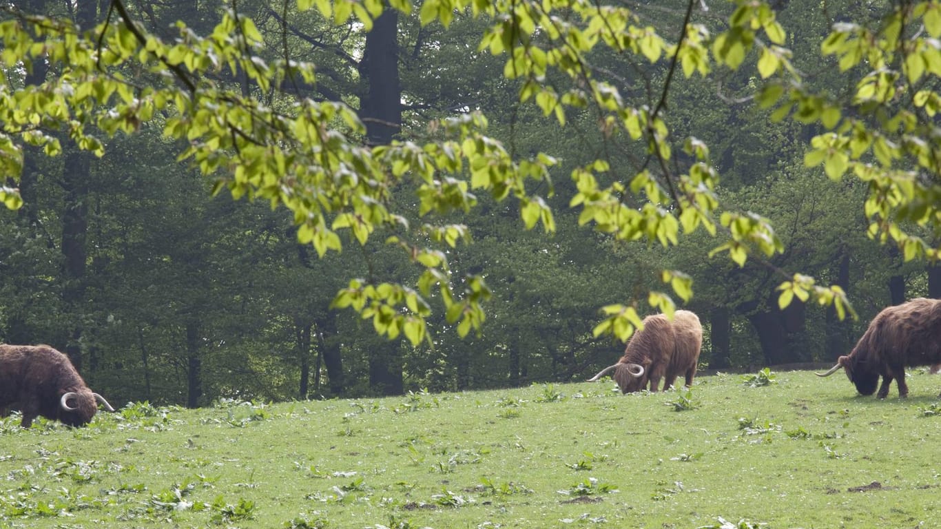 Galloway-Rinder auf einer Wiese im Heimat-Tierpark Olderdissen: Nach wochenlanger Schließung können Besucher nun wieder Tiere beobachten.