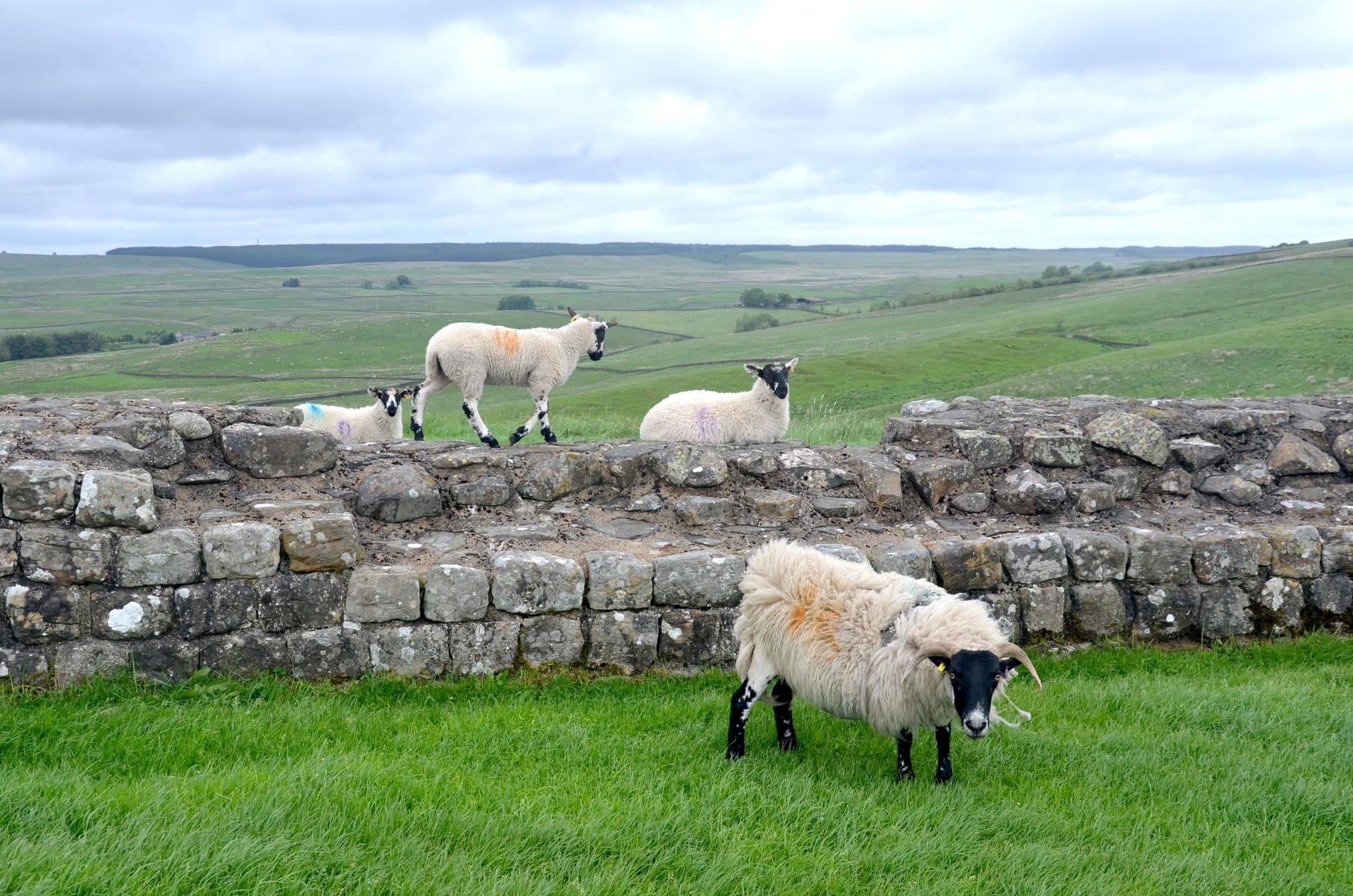 Schafe sind entlang des Hadrianswalls immer wieder zu sehen – wie hier östlich von Haltwhistle.