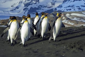 Königspinguine in der Antarktis: Durch ihren Kot erzeugen sie klimaschädliches Lachgas.