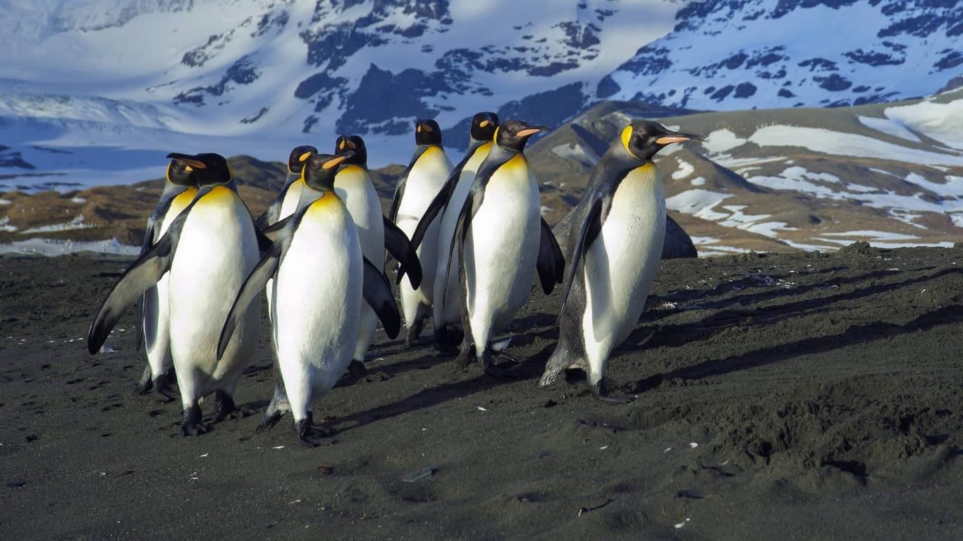 Königspinguine in der Antarktis: Durch ihren Kot erzeugen sie klimaschädliches Lachgas.