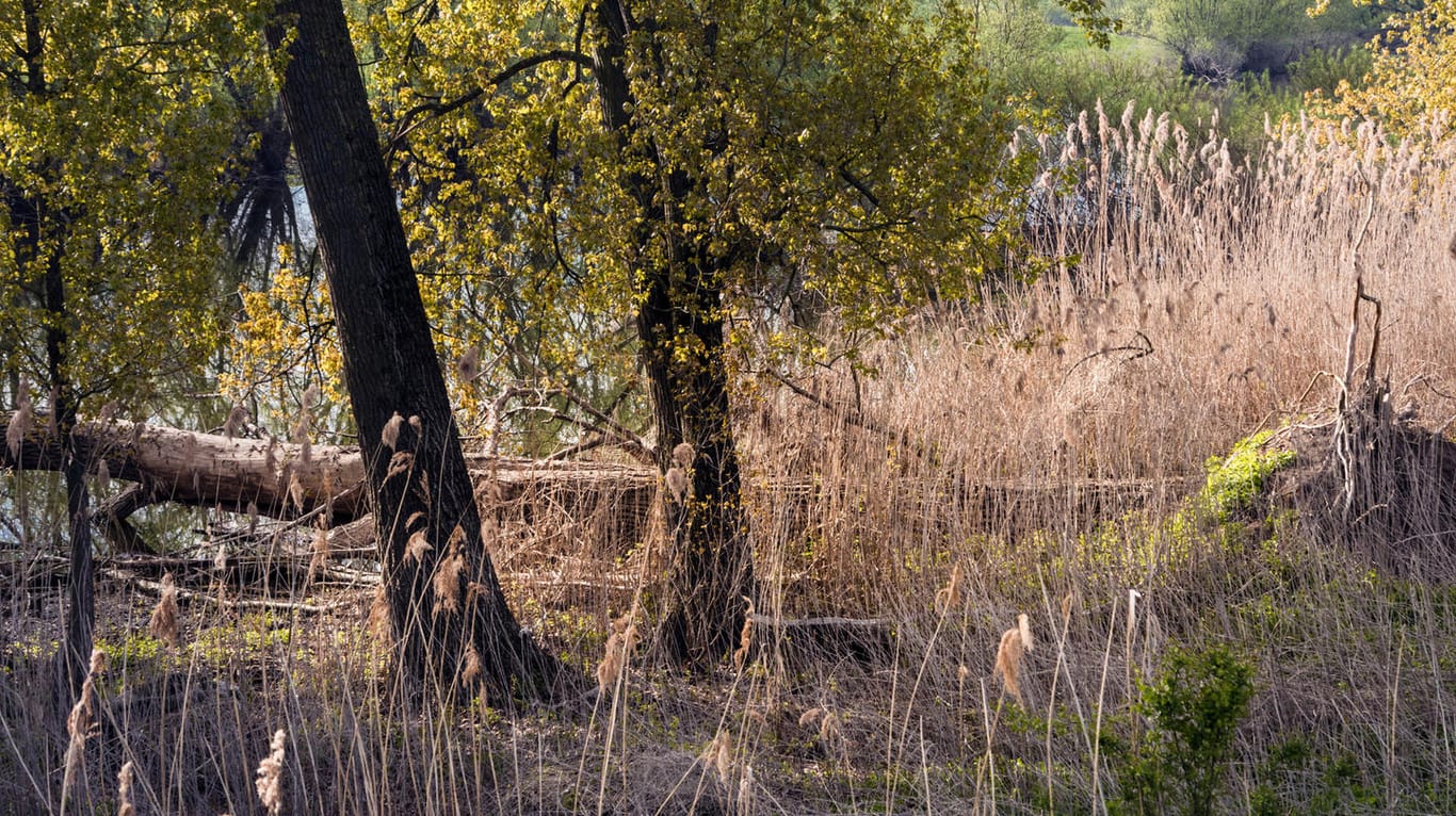 Blick auf einen Weiher: Bei Berlin hat sich eine Jugendliche in einem Naturschutzgebiet verlaufen.