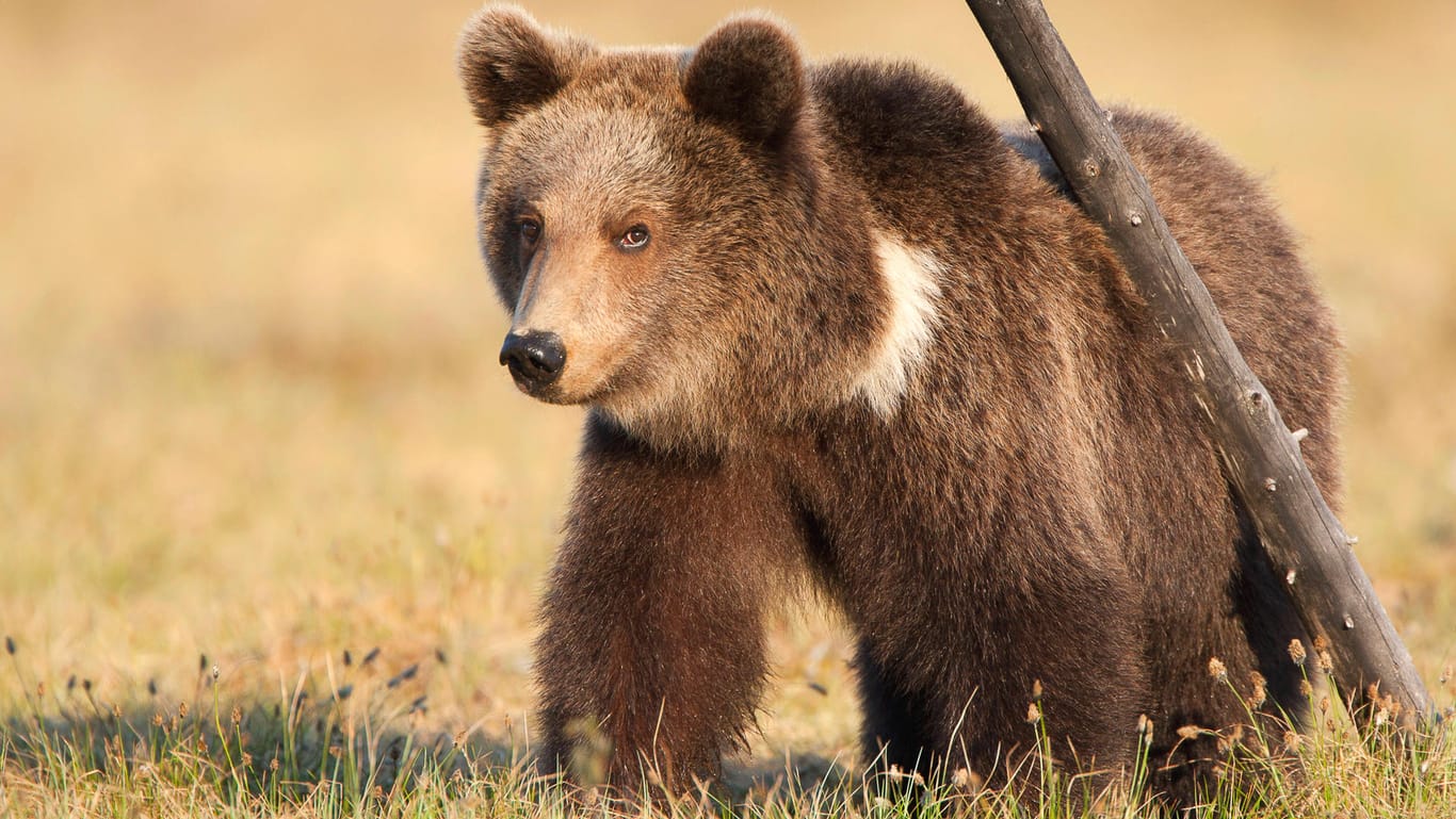 Ein Braunbär: Tallinns Bewohner sollen den Notruf wählen, sobald sie die Tiere in der Stadt sehen. (Symbolbild)